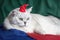 Close-up beautiful , light shade British cat with intelligent, beautiful green eyes in red Christmas hat, funny humorous