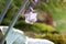 Close-up of beautiful lilac Hosta plantaginea flower in the garden.