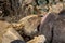 Close-up of a beautiful lioness feeding on a freshly killed buffalo