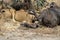 Close-up of a beautiful lioness feeding on a freshly killed buffalo