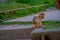 Close up of a beautiful little monkey at outdoors at Swayambhu Stupa, Monkey Temple, Kathmandu, Nepal