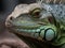 Close up of beautiful looking green iguana