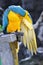 Close up beautiful macaw bird cleaning wings