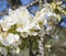 Close up beautiful macro blooming pink apple blossom with flying bee gathering pollen. buds flower twing with leaves