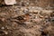 Close-up of beautiful male chaffinch Fringilla coelebs sitting on stony ground