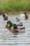 Close up from a beautiful mallards Anas platyrhynchos