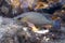 Close-up of a beautiful Mangrove Snapper