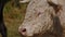 Close up beautiful manly white curly-haired bull stands on farm and flies and midges are sitting on his eyes