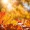 Close up beautiful maple leaves in autumn sunny day. in foreground and blurry background. sunlight