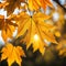 Close up beautiful maple leaves in autumn sunny day. in foreground and blurry background. sunlight