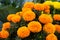 Close-up of beautiful marigold blossom