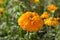 Close up of beautiful marigold flower in a garden