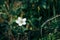 Close up of a beautiful Marsh grass of Parnassus flower in a blurry green field