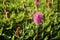 Close up of beautiful  Mimosa strigillosa powderpuff ground cover