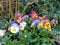 Close-up of beautiful mixed color pansies