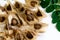 Close up of Beautiful Moringa seeds on white background with moringa leaves