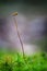 Close up of beautiful moss,Heath Pearlwort