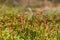 Close up of beautiful moss,Heath Pearlwort