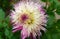 The close-up of beautiful multicolour Dahlia flower .