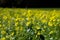 Close-up of a beautiful mustard field in germany near the black forest