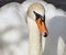 Close up of the beautiful Mute Swan with its distinctive orange beak