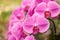 Close up beautiful nature orchid Phalaenopsis pink