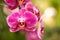 Close up beautiful nature orchid Vanda pink