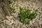 Close-up of beautiful new young shoots of bonsai olive tree Olea europaea in stones. Public city park Krasnodar or `Galitsky`