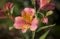 Close-up of beautiful orange peruvian lily, lily of the Incas Alstroemeria