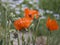 Close-up of beautiful orange red poppy blossoms. Corn poppies Papaver rhoeas in the field on green bokeh background