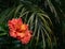 Close-up of beautiful orange and yellow hibiscus flower blossom in full bloom in Hawaii paradise, floral garden background, travel