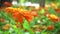 Close up beautiful orange zinnia flowers, Fresh nature flowers and wind blowing.