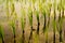 Close up Beautiful Organic green paddy-field