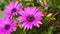 Close up beautiful Osteospermum violet African daisy flower