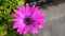 Close up beautiful Osteospermum violet African daisy flower
