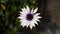 Close up beautiful Osteospermum violet African daisy flower