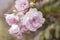 Close-up of a beautiful pale pink english roses. Symbol of love and romance