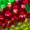 Close up of beautiful paper lanterns. The festival is a celebration the birth of Buddha in South Korea