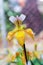 Close up of beautiful paphiopedilum orchid,paphiopedilum exul