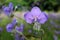 Close-up of Beautiful Pastel Purple Murdannia Flower in the Flower Field, Selective Focus