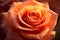 Close up of beautiful peach colored rose flower