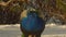 Close-up, a beautiful peacock basking in the sun standing in the snow in a city park