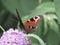 Close up of beautiful peacock butterfly sitting on delicate lilac blossoms