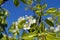 Close-up of Beautiful Pear Flowers, Nature, Macro