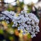 Close up of beautiful perfumed viburnum carlesii flowers