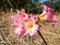 Close up beautiful pink Amaryllis belladonna or March lily flower in a summer at a botanical garden.