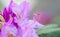 Close-up of beautiful pink Azaleas flowers .