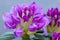 Close-up of beautiful pink Azaleas flowers . Spring background.