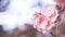 Close-up beautiful pink bloosom flower . wedding  or valentine background. love concept .Soft blur focus. In sepia vintage pastel