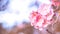 close-up beautiful pink bloosom flower . wedding or valentine background. love concept .Soft blur focus. In sepia vintage pastel